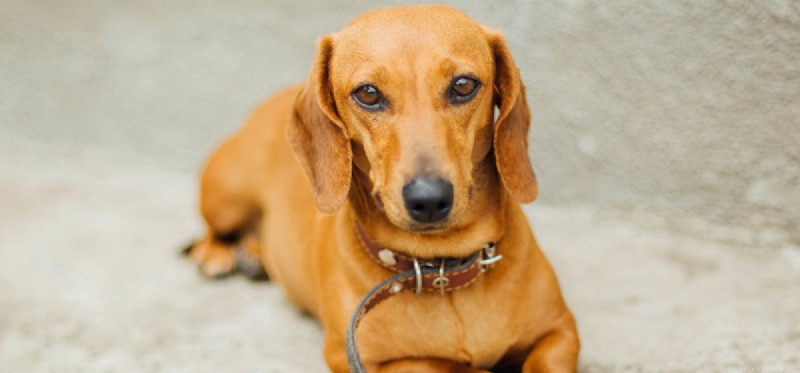 Os cães podem sentir tonturas?