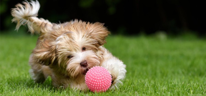 Os cães podem sentir entusiasmo?