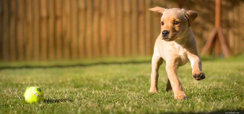 Os cães podem sentir entusiasmo?