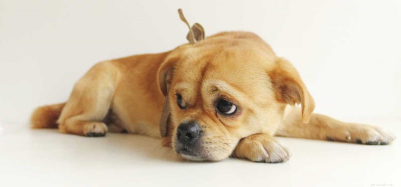犬は悲しみを感じますか?