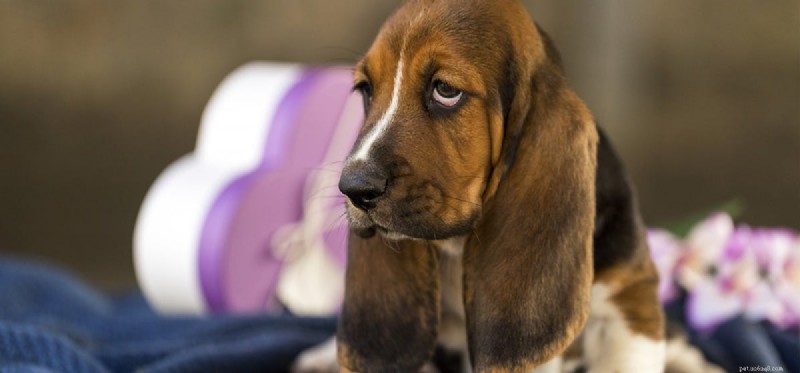 I cani possono provare umiliazione?