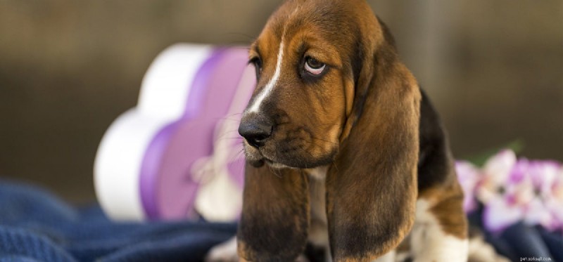 Os cães podem sentir humilhação?