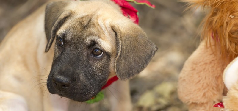 Os cães podem sentir humilhação?