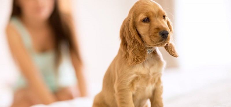 Os cães podem sentir humilhação?