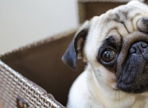 Могут ли собаки испытывать страдания?