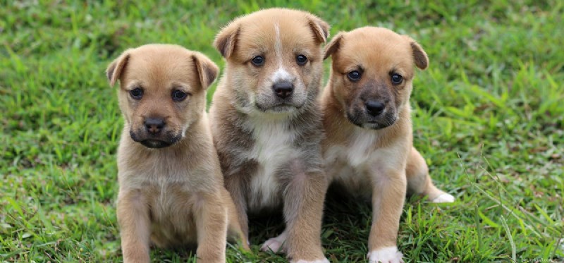 Os cães podem se arrepender?