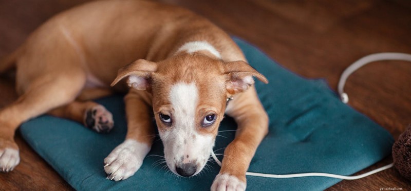 Les chiens peuvent-ils regretter ?