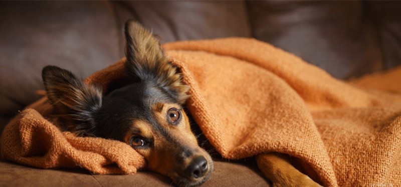 Os cães podem se arrepender?