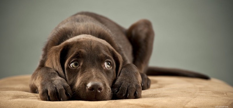 I cani possono provare terrore?