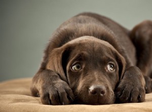 Могут ли собаки испытывать ужас?