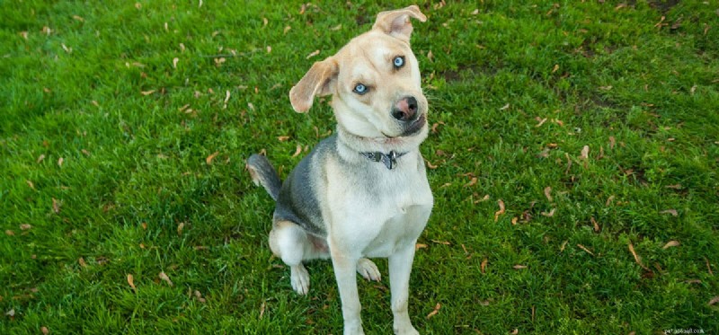 Os cães podem sentir o rabo?