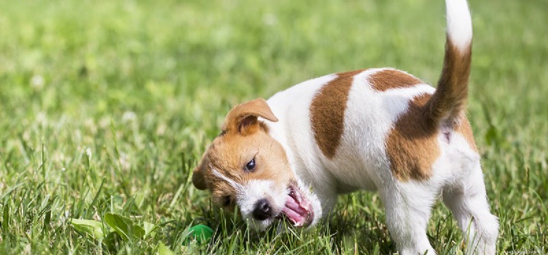 Les chiens peuvent-ils sentir leur queue ?