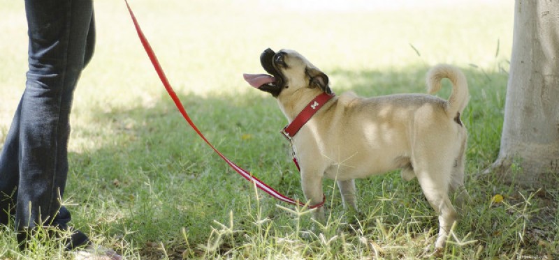 Les chiens peuvent-ils sentir leur queue ?