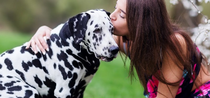Kan hundar känna när du kysser dem?