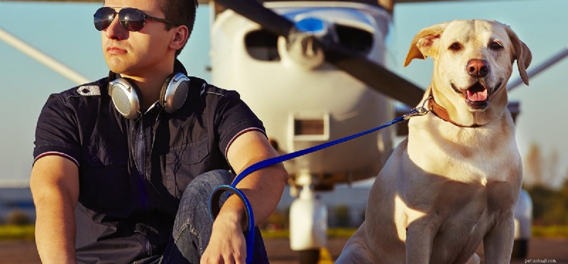 犬は飛行機に乗ることができますか?
