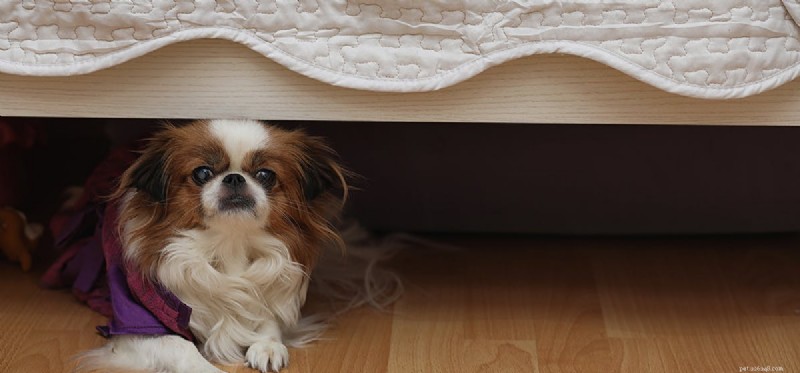 I cani possono avere la fobia?