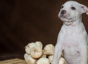 Můžou mít psi česnek?