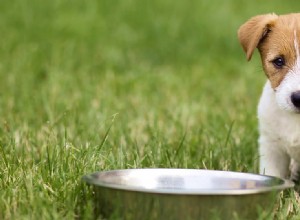 Můžou mít psi želatinovou potravu?