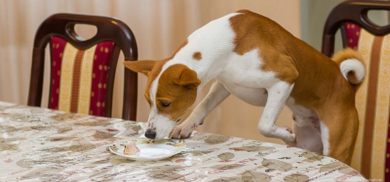 I cani possono avere cibo gelatinoso?