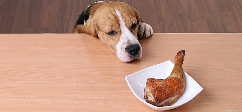 Kan hundar få fet mat?