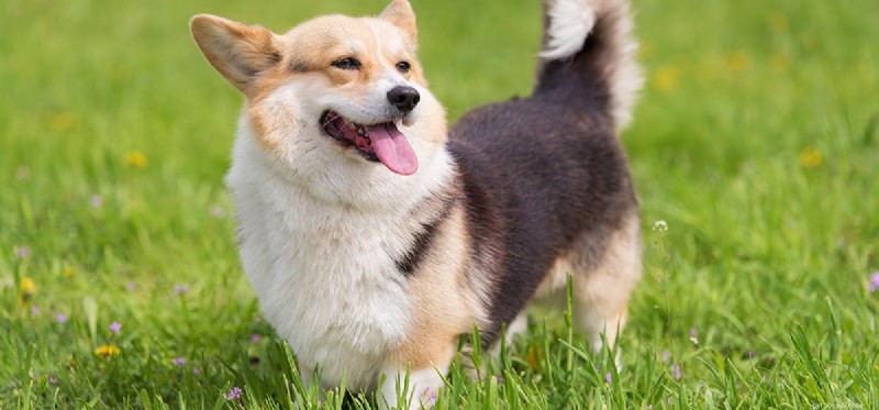 I cani possono avere cibi grassi?