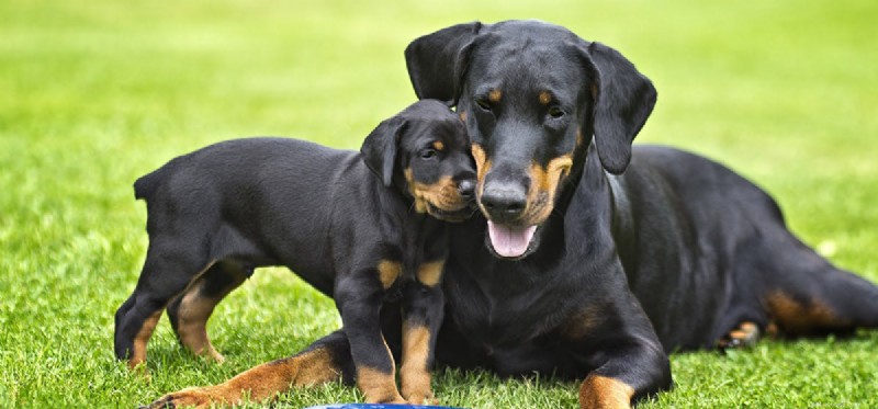 Может ли собака родить только одного щенка?