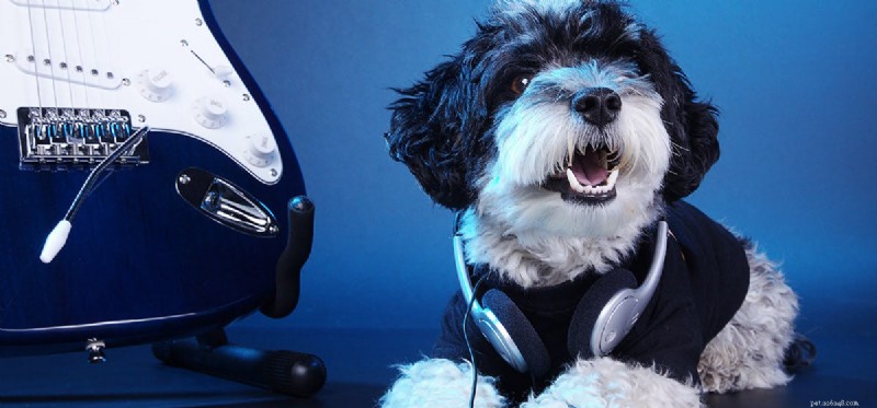 犬は低音を聞くことができますか?