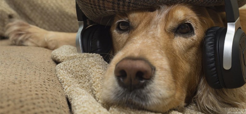 Les chiens peuvent-ils entendre les basses ?