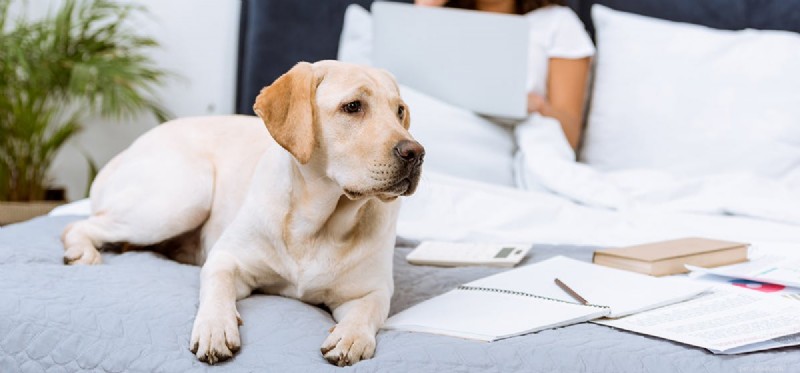 Les chiens peuvent-ils entendre le Bluetooth ?