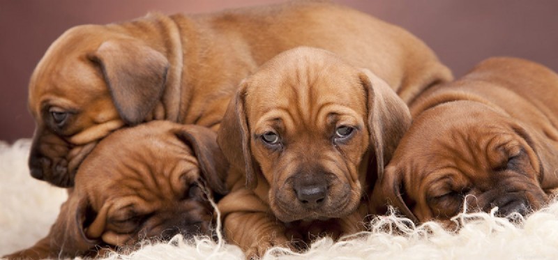 Os cães podem ouvir a respiração?