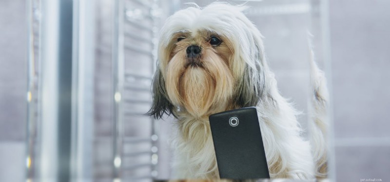 개는 휴대전화를 들을 수 있습니까?