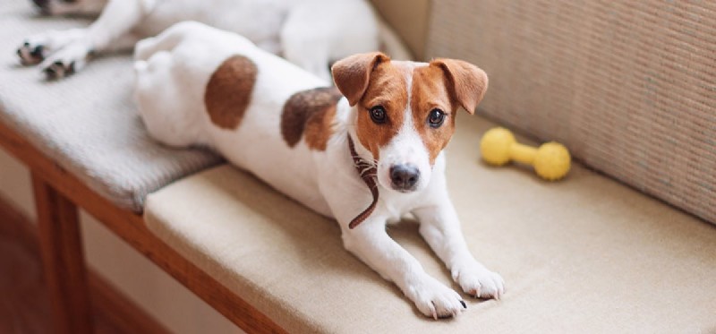 Os cães podem ouvir a respiração?