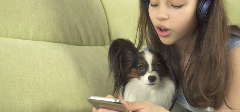 Os cães podem ouvir telefones celulares?