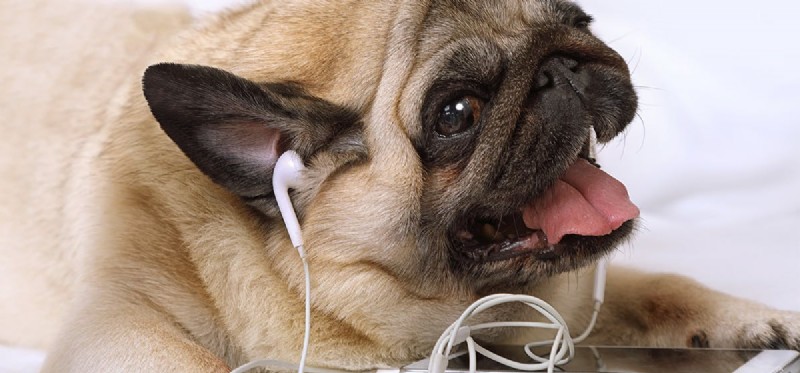 I cani possono sentire i cellulari?