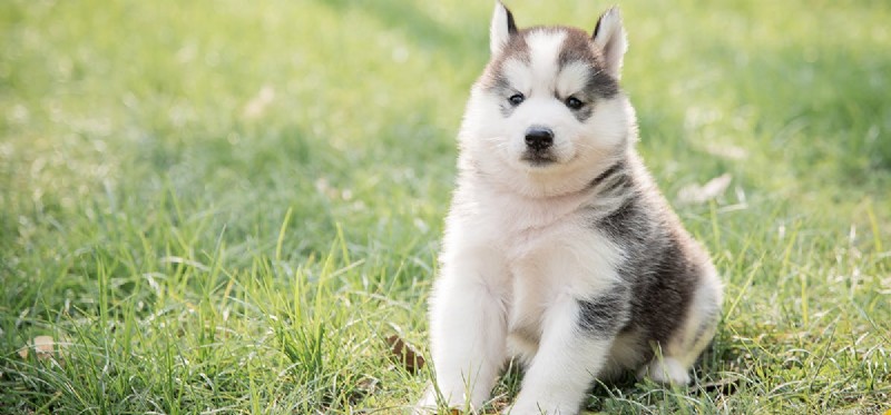 Les chiens peuvent-ils entendre des fréquences plus élevées ?