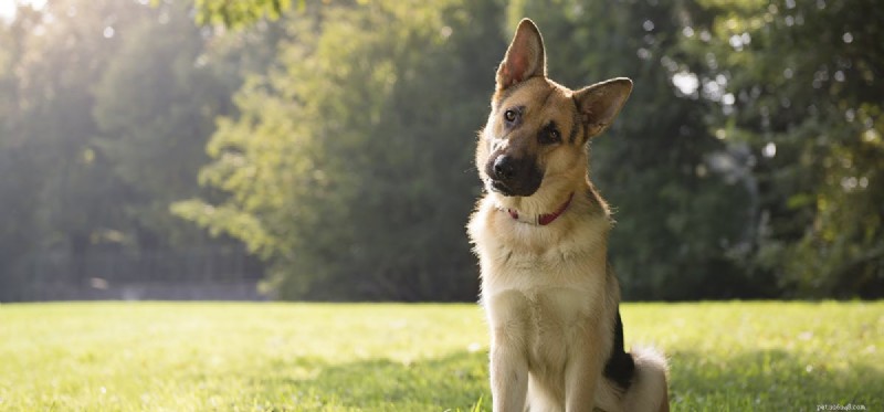 Kan hundar höra låga frekvenser?