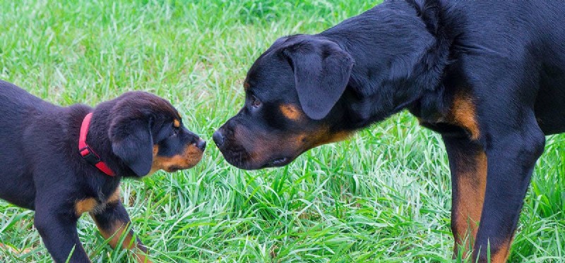 Kan hundar höra eller lukta bättre?