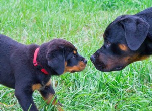 Могут ли собаки лучше слышать или обонять?