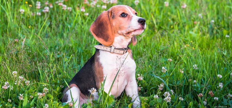Kunnen honden beter horen of ruiken?