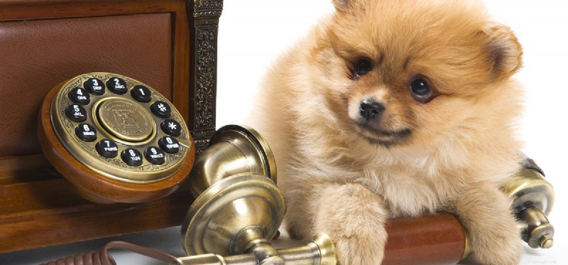 Os cães podem ouvir telefones?