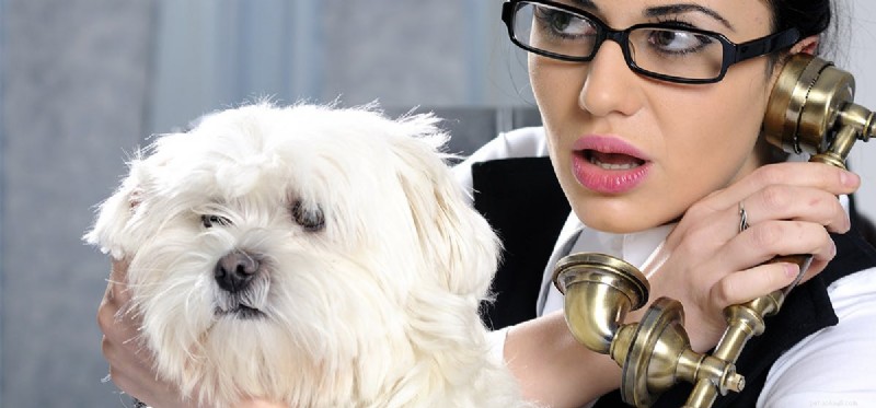 Os cães podem ouvir telefones?