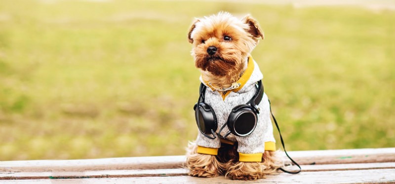 Os cães podem ouvir ondas ultrassônicas?