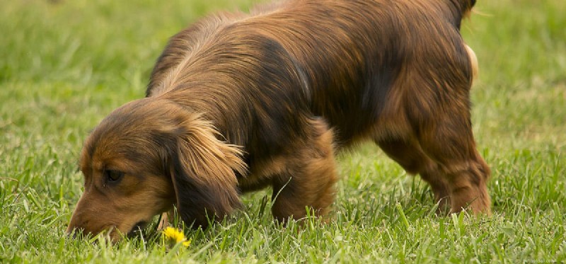 Os cães podem ouvir enquanto cheiram?