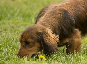 犬は嗅いでいるときに音を聞くことができますか?
