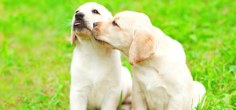 개는 코를 킁킁거리면서 소리를 들을 수 있습니까?