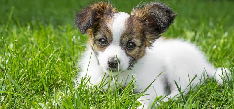 Les chiens peuvent-ils aider à réduire la tension artérielle ?