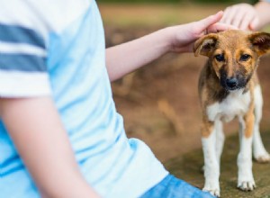 Mohou psi pomoci předcházet dětskému astmatu?