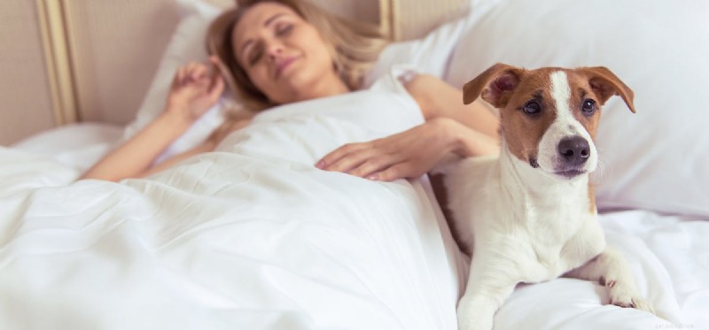 Kan hundar hjälpa mot sömnlöshet?
