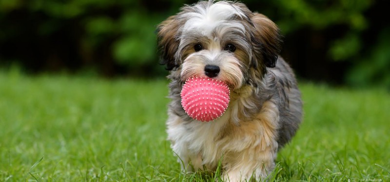 Kunnen honden weten hoe ze apporteren moeten spelen?
