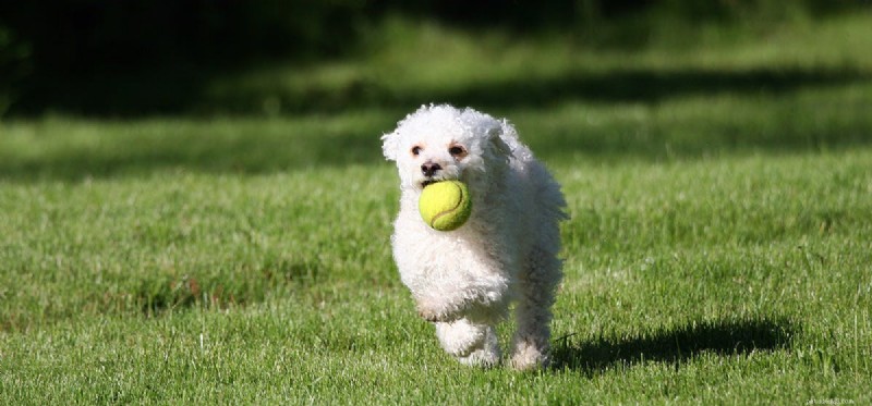 I cani possono sapere come giocare a Fetch?
